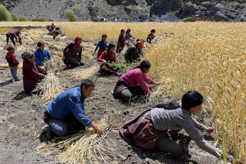 हिउँदे बाली भित्र्याउँदै उपल्लो डोल्पावासी