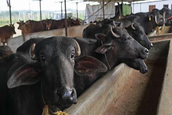 रुकुम पश्चिममा एक वर्षमा करिब १८ करोड रुपैयाँको पशु तथा कृषि उपज