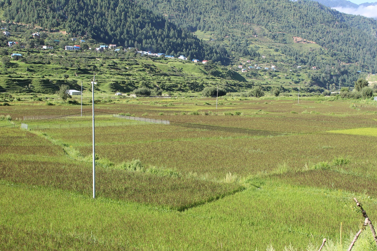 ब्लास्ट रोगले बर्बाद हुँदै जुम्लाको मार्सी धानबाली