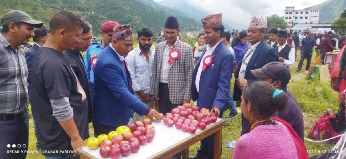 जुम्लामा तेस्रो स्याउ महोत्सव सम्पन्न,  स्याउको बजारीकरण र ढुवानीमा राज्यले सहुलियत दिनु पर्नेमा जोड 