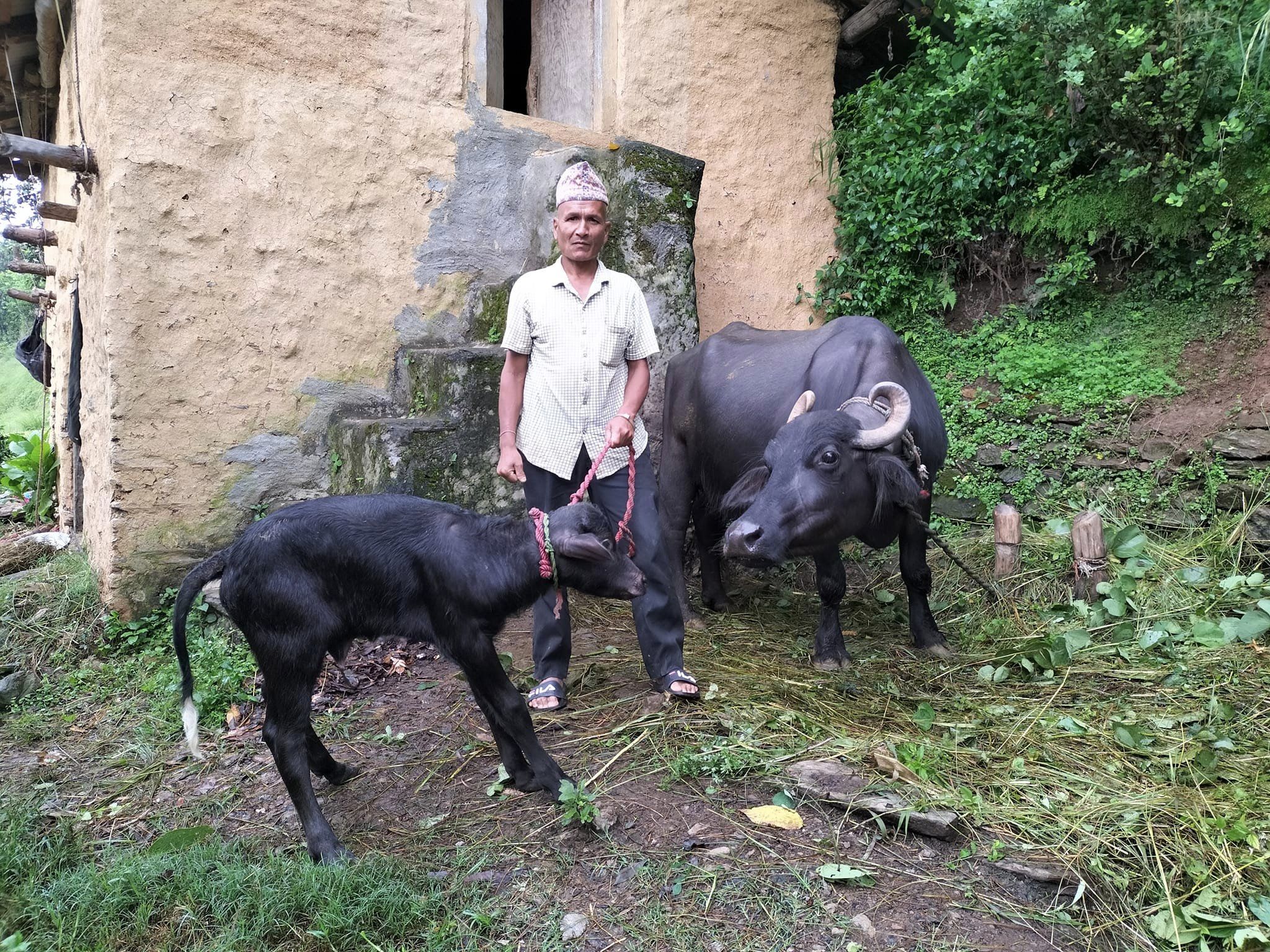 नलगाडमा सुत्केरी भैंसीलाई भत्ता